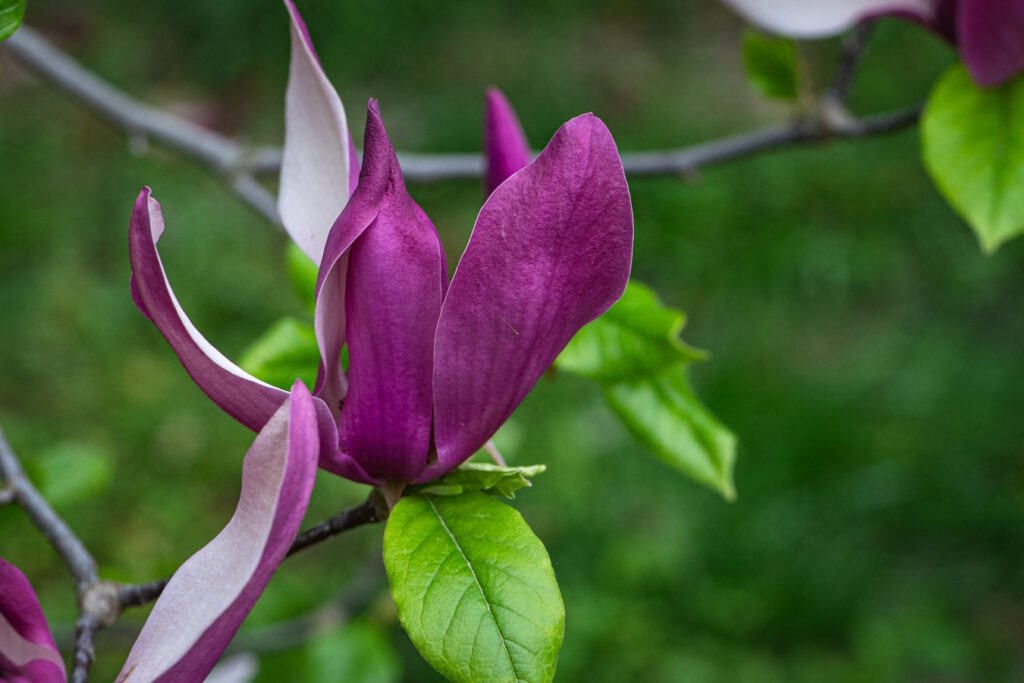magnolija 3x2